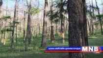   Энэ онд ойгоо цэвэрлэнэ 