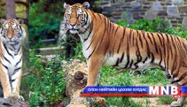 Барын дайралтад иргэд өртсөөр байна