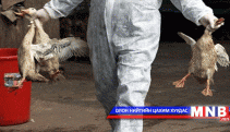 Шувууны томуунаас сэргийлэхийг анхаарууллаа 