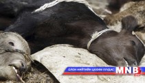 Шүлхийгээс үүдэлтэй хохирлыг барагдуулахад хоёр тэрбум төгрөг шаардлагатай...