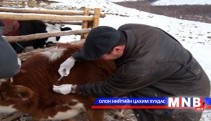 Шүлхийн вакцины нөөц  1.1 сая малыг вакцинжуулахад хүрэлцэнэ