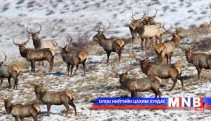 Хустайн нурууны хамгаалалтын захиргааны үүргийг төрийн бус байгууллагаар гүйцэтгүүлнэ