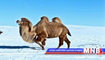 “Монгол тэмээ-2014” наадам болно 