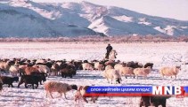 Галзуу өвчин гарсан сумдад хорио цээрийн дэглэм үргэлжилж байна