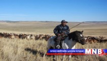 Дорноговь аймагт  500 мянга орчим мал төллөнө