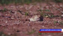 Үлийн цагаан оготно бэлчээр сүйтгэж байна