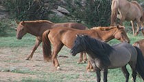 Аргамаг хулаа аюулт унаагаар солиод бид хожив уу  