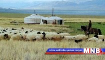 Махны чиглэлийн илүү нугаламтай хонь устаж байна