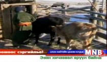 Хан-Уул дүүрэгт дөрвөн хүн  боомоор өвчилжээ