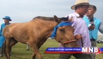 Хэнтий аймгийн Галшар сумын уяач А.Амарбатын хул морь түрүүлэв 