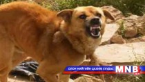 55 мужид малын галзуу өвчин гарчээ 