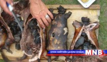 Тарваган тахал өвчинөөс сэрэмжлүүлж байна