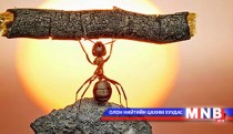 Өөртөө итгэлгүй зан таны хүсэл мөрөөдлийн дайсан