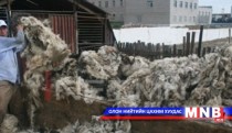 Ноосны урамшуулалд малчид шүүмжлэлтэй хандаж байна