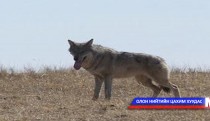 Галзуугийн халдвартай чонын мах идсэн хүмүүст вакцин хийжээ