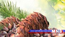 Иргэд ахуйн зориулалтаар 25 кг хүртэлх самар түүж болно