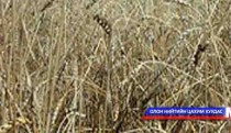 Ургац хураалт хэвийн үргэлжилж байна