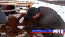 Таван хошуу малын өвчнийг эрт оношлодог болно