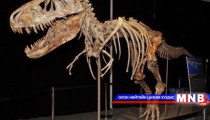 Чулуужсан 22 үлэг гүрвэл маргааш эх орондоо ирнэ