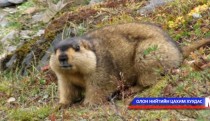 Тарваган тахлаар өвчилсөн иргэнийг эмчилж байна