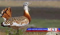 Great Bustard's protection level is increased