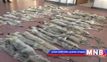Хууль бусаар чонын арьс тээвэрлэж явсан хятад иргэнийг саатуулав