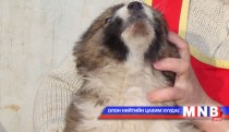 Мал, тэжээвэр амьтдын тооллого явуулна