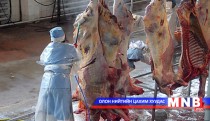 М.Галбадрах: Орос руу мах экспортлох ажил зогсоогүй