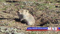 Үлийн цагаан оготно устгахад 240 орчим сая төгрөг зарцуулж байна