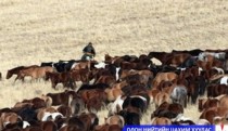  Энэ жил 80 сая толгой мал өвөлжинө