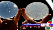 Бичил биетний судалгааны хөгжлийг тодорхойлох хурал болж байна