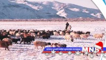 Төлбөр төлдөг болсноор нүүж ирэгсэд цөөрч байна