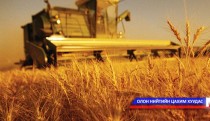 Энэ онд 518 мянган тонн үр тариа хураажээ