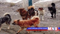 Хоёр айлын нохой галзуугаар өвчилжээ