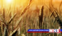 Буудайн тонн тутамд 70 мянган төгрөгийн урамшуулал олгоно