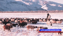 Сэлэнгэ аймагт гадны 17 сумын малчид өвөлжиж байна
