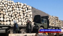 Сар шинийн өмнө хууль бусаар мод бэлтгэх нь ихэсдэг байна