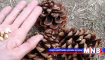 Татвараас зайлсхийж хүнсний бүтээгдэхүүн хил давуулах гэж байжээ