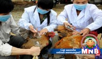 Шувууны томуугаар хүн өвчилжээ