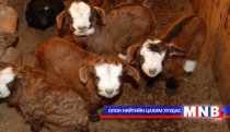 Алтан төлийн эзэн 2000 гаруй ишиг бойжуулжээ