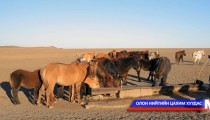 Зарим сумдад мал усгүйдэх хүндрэл гарчээ 