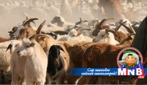 Малын им, тамга