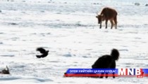 Мал, амьтны халдварт өвчнөөс сэрэмжлүүлж байна 
