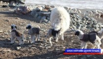 Өмнөговь аймгийн Номгон суманд 17 мянган толгой мал хаваржиж байна
