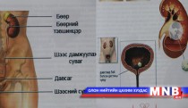 Бөөр шээсний замын эмгэгийн тухай