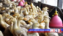 Шведэд томуугийн H5N8 вируст халдвараар гурван шувуу үхжээ