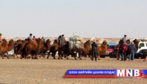 Өмнөговь аймаг тэмээн сүргээрээ дэлхийд танигдана