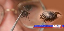 Хачигт халдвараас урьдчилан сэргийлэхийг мэргэжлийнхэн санууллаа