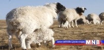 Говь-Алтай аймгийн Дэлгэр суманд 57 мянга гаруй мал төллөжээ