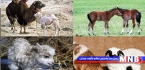Хөвсгөл аймагт мал төллөлт 30 гаруй хувьтай байна